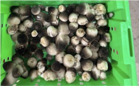 安南農業 菇類產品